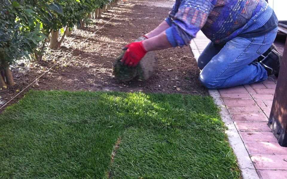 “English” Turf