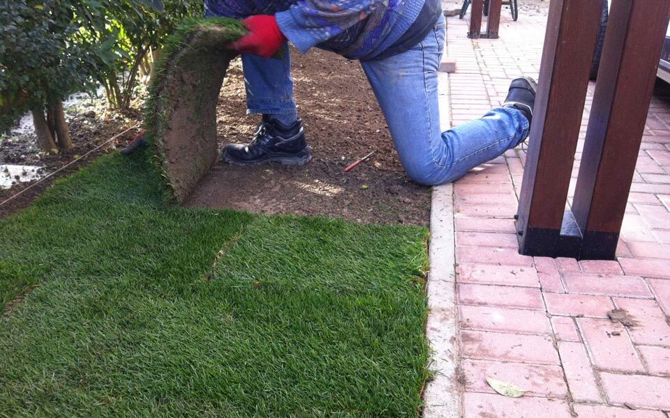 “English” Turf