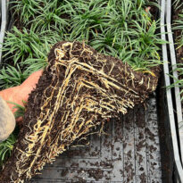 <em>Ophiopogon jap.</em> nana