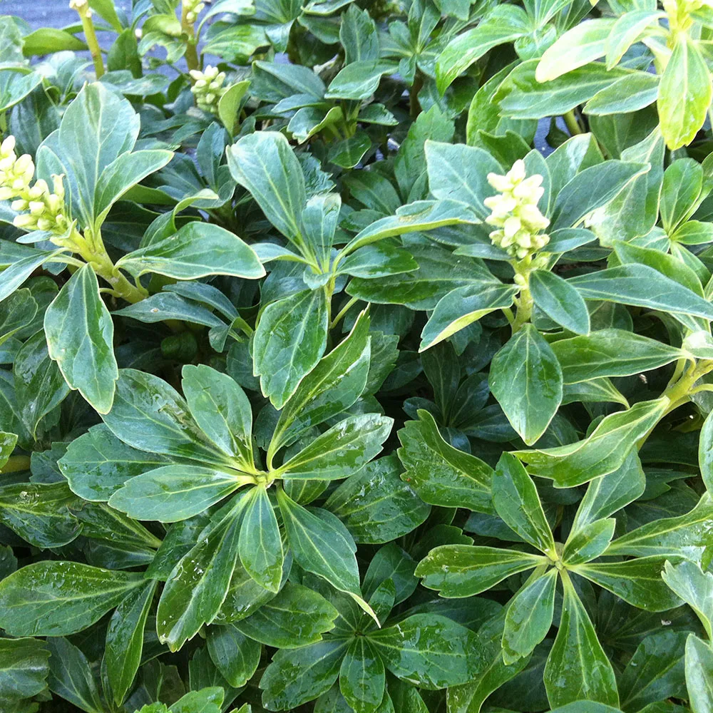 Pachysandra terminalis Detail