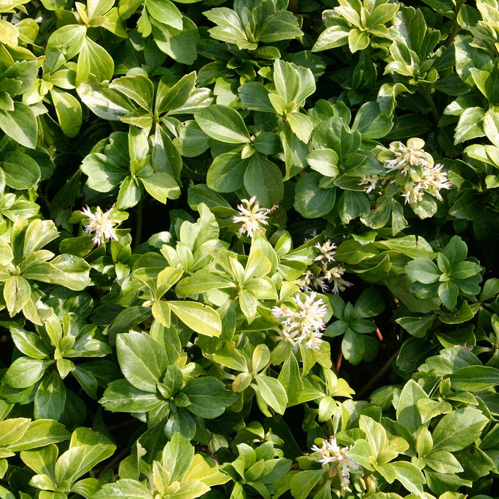 Pachysandra terminalis Detail