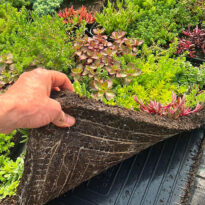 <em>Sedum</em> Kleinen Scholle