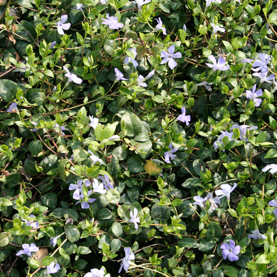 Vinca minor Nordest Prati