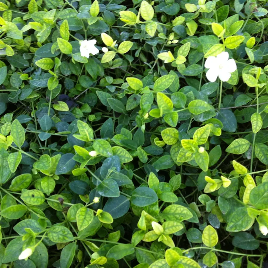 Vinca minor Nord Est Prati