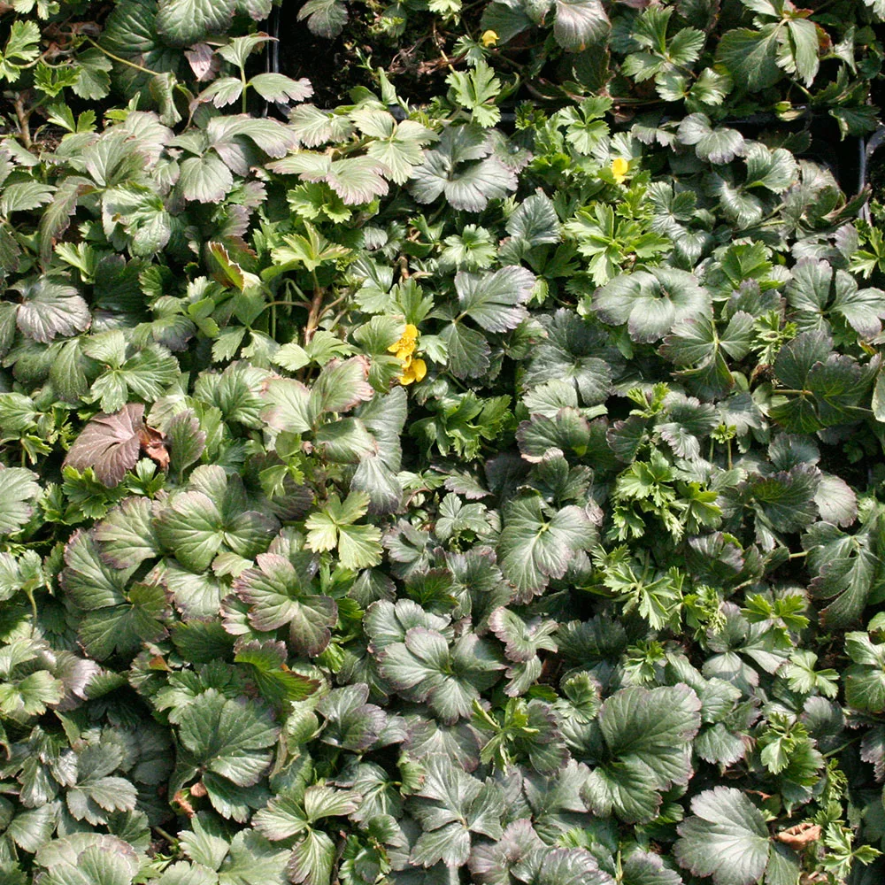 Waldsteinia ternata Detail