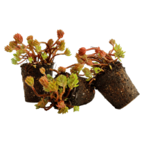 <em>Sedum</em> in fitocella