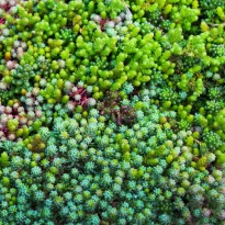 Campione <em>Sedum</em> spp in zolla