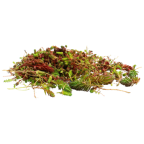 <em>Sedum</em> spp Talee