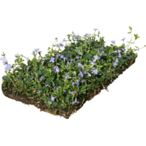 Campione <em>Vinca minor</em>