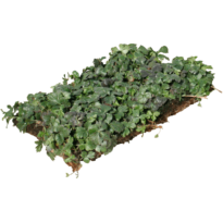 <em>Waldsteinia ternata</em> Sample