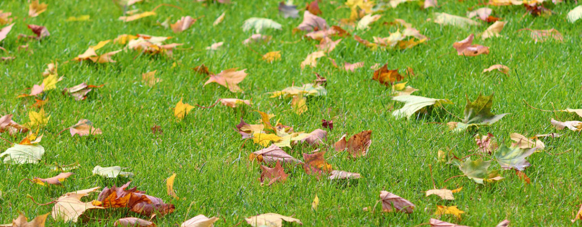 Prato autunnale