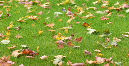 Prato autunnale