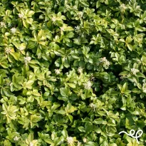 Ground Cover Plants