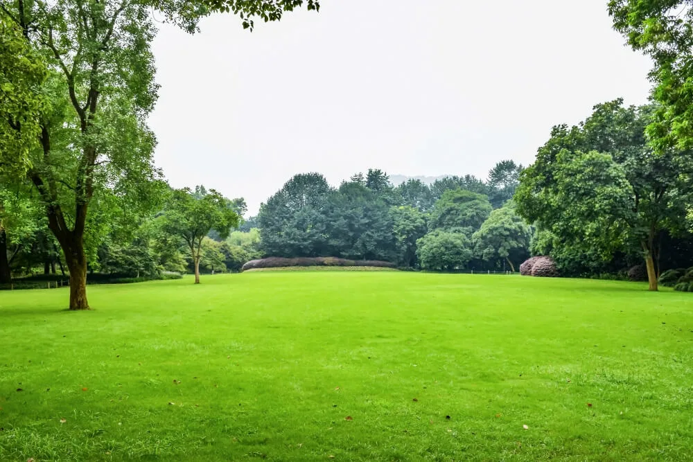 Prato verde con alberi