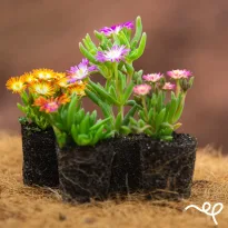 Delosperma