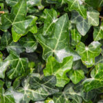 hedera-helix-nordestprati-dettaglio