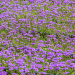 verbena-pulchella-nordestprati-dettaglio