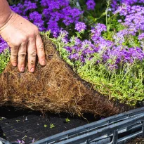 Campione Verbena pulchella