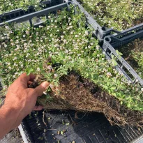 Campione Lippia nodiflora
