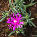 delosperma-cooperi-fiore-nordestprati