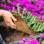 delosperma-cooperi-nordestprati-1