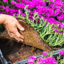 Delosperma cooperi in zolla