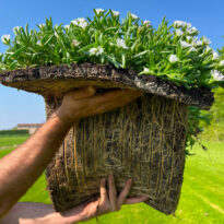 Delosperma Jewel of Desert Moonstone in zolla