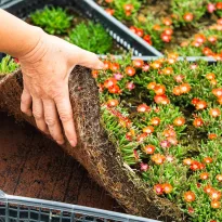 Delosperma Jewel of Desert Ruby in zolla