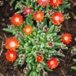 delosperma-jewel-of-desert-sunstone-nordestprati