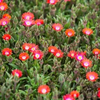 Delosperma Jewel of Desert Sunstone in zolla