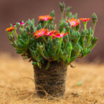 delosperma-jewel-of-desert-sunstone-nordestprati-piantina