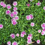 delosperma-sundella-lavander-fiori-nordestprati-1