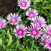 Delosperma sundella Lavander in zolla
