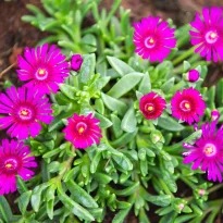 Delosperma sundella Neon in zolla