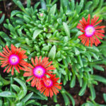 delosperma-sundella-red-fiore-nordestprati