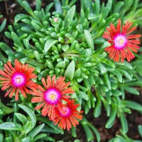 Delosperma sundella Red in zolla