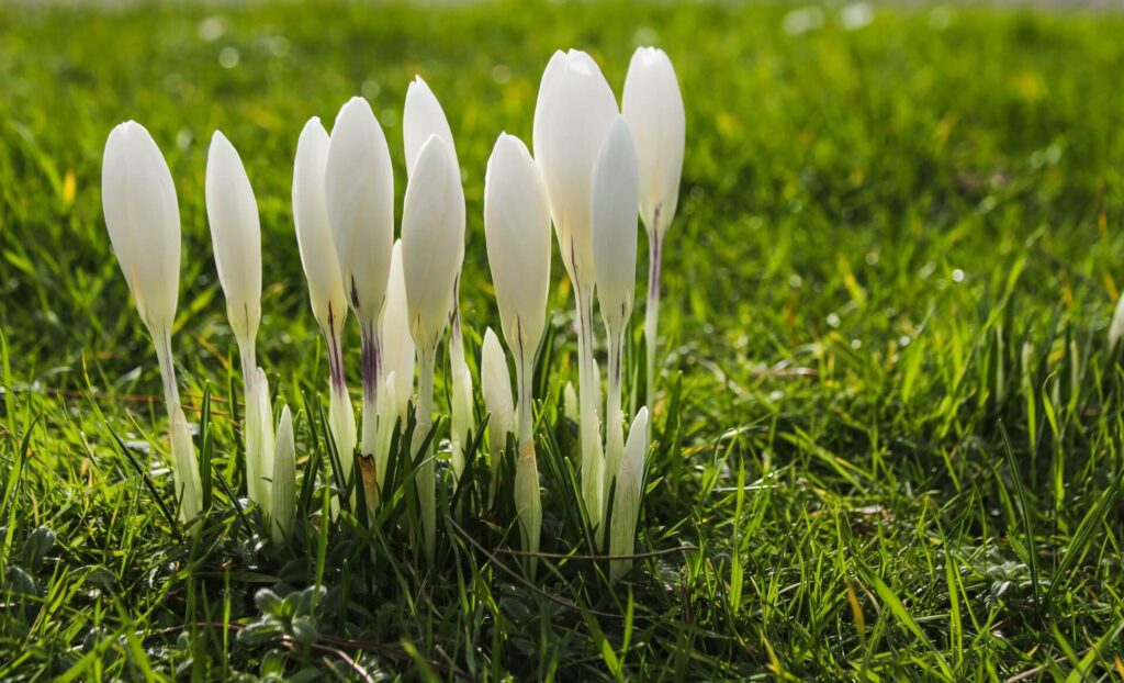 È il momento di risvegliare il prato dal riposo invernale. L’aumento delle temperature e delle ore di luce consente interventi efficaci, anche per i meno esperti, iniziando con la fertilizzazione.