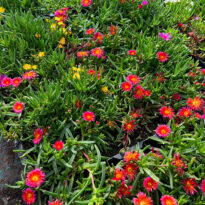 Delosperma mix in zolla