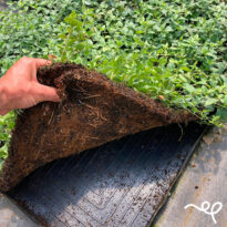 Tappezzanti in zolla